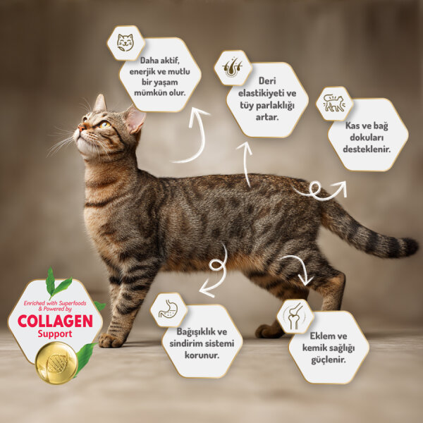 Felicia 5 Kg Kolajenli Somonlu Az Tahıllı Yetişkin Kedi Maması HypoAllergenic Kedi Maması - 7