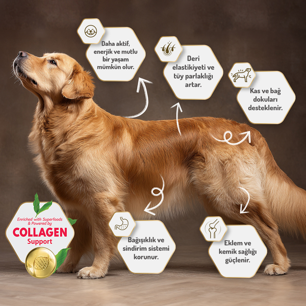 Felicia 3 Kg Kolajenli Somonlu Az Tahıllı Small/Mini Yetişkin Köpek Maması /Mini HypoAllergenic Köpek Maması