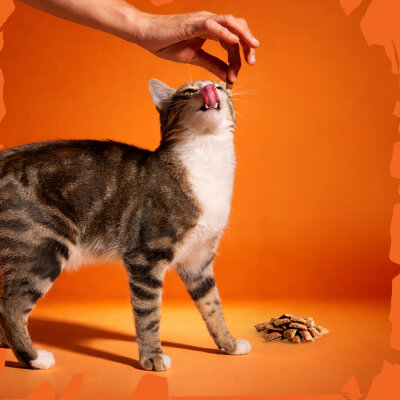 Felicia Hairball Kedi Crunch Ödül Maması 100g - 6 Adet - 6